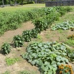 About three months ago, the Chilton County Treatment Center started a community garden to help residents and patients in need. (Photo by Anthony Richards)